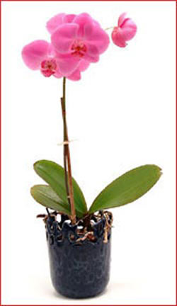  stanbul Beyolu iek maazas , ieki adresleri  Phalaenopsis Orchid Plant