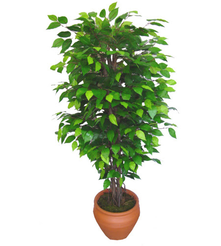 Ficus Benjamin 1,50 cm   stanbul Beyolu anneler gn iek yolla 