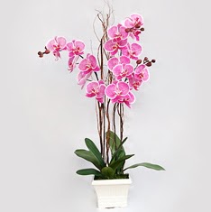  stanbul Beyolu cicekciler , cicek siparisi  2 adet orkide - 2 dal orkide