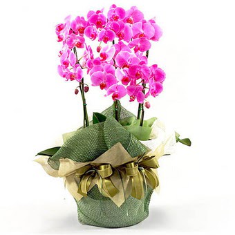 stanbul Beyolu nternetten iek siparii  2 dal orkide , 2 kkl orkide - saksi iegidir
