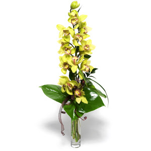  stanbul Beyolu iek yolla  1 dal orkide iegi - cam vazo ierisinde -