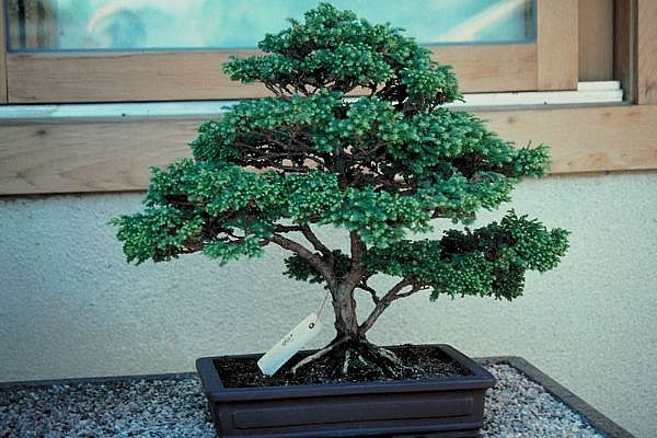 ithal bonsai saksi iegi  stanbul Beyolu 14 ubat sevgililer gn iek 