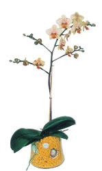  stanbul Beyolu online iek gnderme sipari  Phalaenopsis Orkide ithal kalite