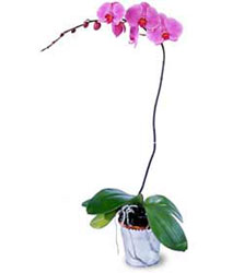  stanbul Beyolu cicekciler , cicek siparisi  Orkide ithal kaliteli orkide 