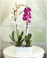 1 dal beyaz 1 dal mor yerli orkide saksda  stanbul Beyolu iek servisi , ieki adresleri 