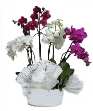 4 dal mor orkide 2 dal beyaz orkide  stanbul Beyolu anneler gn iek yolla 