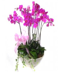 9 dal orkide saks iei  stanbul Beyolu gvenli kaliteli hzl iek 