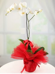 1 dal beyaz orkide saks iei  stanbul Beyolu yurtii ve yurtd iek siparii 