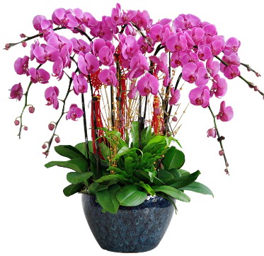 9 dall mor orkide  stanbul Beyolu 14 ubat sevgililer gn iek 