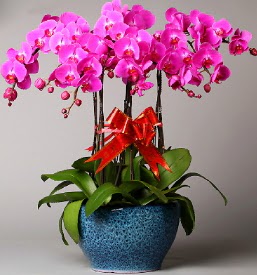7 dall mor orkide  stanbul Beyolu iek online iek siparii 