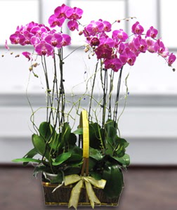 4 dall mor orkide  stanbul Beyolu gvenli kaliteli hzl iek 