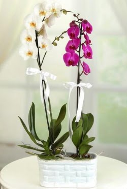 1 mor 1 dal beyaz thal orkide sepet ierisinde  stanbul Beyolu iek maazas , ieki adresleri 