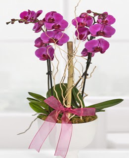 2 dall nmor orkide  stanbul Beyolu anneler gn iek yolla 