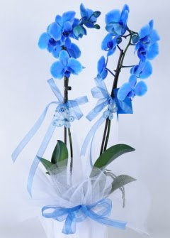 2 dall mavi orkide  stanbul Beyolu internetten iek sat 