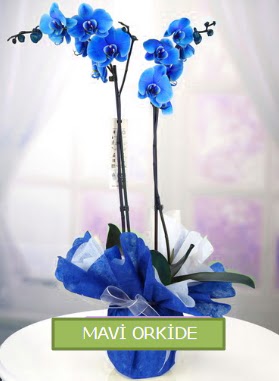 2 dall mavi orkide  stanbul Beyolu iekiler 