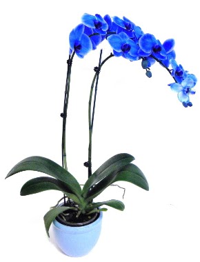 Seramikli 2 dall sper esiz mavi orkide  stanbul Beyolu iek servisi , ieki adresleri 
