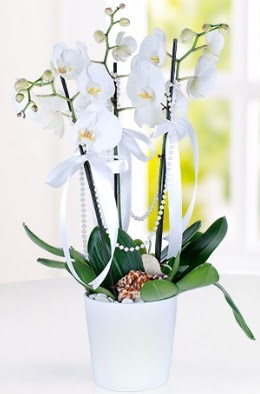 3 dall beyaz orkide  stanbul Beyolu iek yolla 