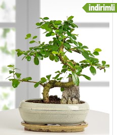 S eklinde ithal gerek bonsai japon aac  stanbul Beyolu internetten iek sat 