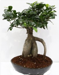 5 yanda japon aac bonsai bitkisi  stanbul Beyolu internetten iek sat 
