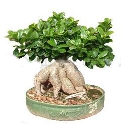 Japon aac bonsai saks bitkisi  stanbul Beyolu iek gnderme 