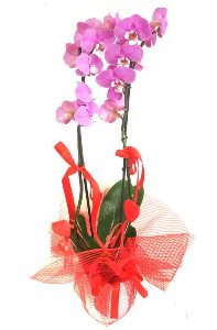 2 dall mor orkide bitkisi  stanbul Beyolu iek sat 