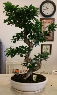 100 cm yksekliinde dev bonsai japon aac  stanbul Beyolu nternetten iek siparii 