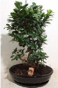 75 CM Ginseng bonsai Japon aac  stanbul Beyolu hediye iek yolla 