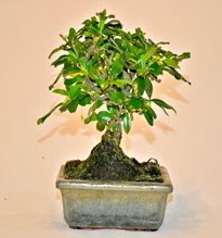 Zelco bonsai saks bitkisi  stanbul Beyolu iek servisi , ieki adresleri 