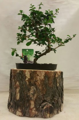 Doal ktk iinde bonsai japon aac  stanbul Beyolu nternetten iek siparii 