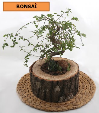 Doal aa ktk ierisinde bonsai bitkisi  stanbul Beyolu iek gnderme sitemiz gvenlidir 