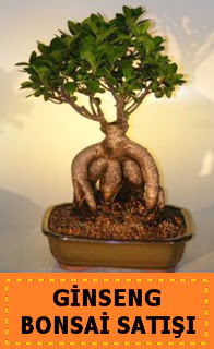 Ginseng bonsai sat japon aac  stanbul Beyolu cicek , cicekci 