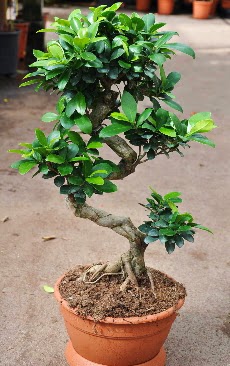 Orta boy bonsai saks bitkisi  stanbul Beyolu internetten iek siparii 