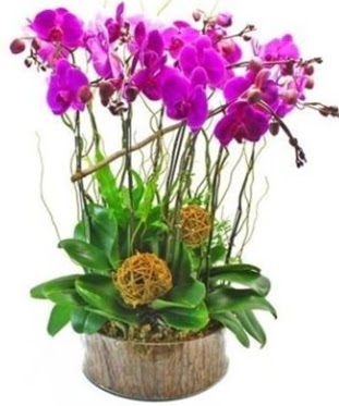 Ahap ktkte lila mor orkide 8 li  stanbul Beyolu internetten iek sat 
