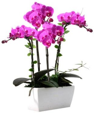 Seramik vazo ierisinde 4 dall mor orkide  stanbul Beyolu iek sat 