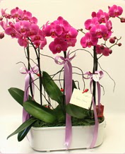 Beyaz seramik ierisinde 4 dall orkide  stanbul Beyolu ucuz iek gnder 