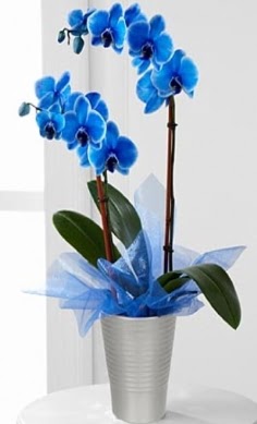 Seramik vazo ierisinde 2 dall mavi orkide  stanbul Beyolu iek , ieki , iekilik 
