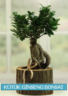 Ktk aa ierisinde ginseng bonsai  stanbul Beyolu iek gnderme sitemiz gvenlidir 