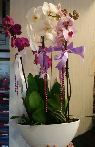 Mor ve beyaz ve pembe 6 dall orkide  stanbul Beyolu ucuz iek gnder 