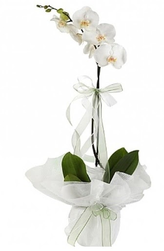 Tekli Beyaz Orkide  stanbul Beyolu hediye iek yolla 