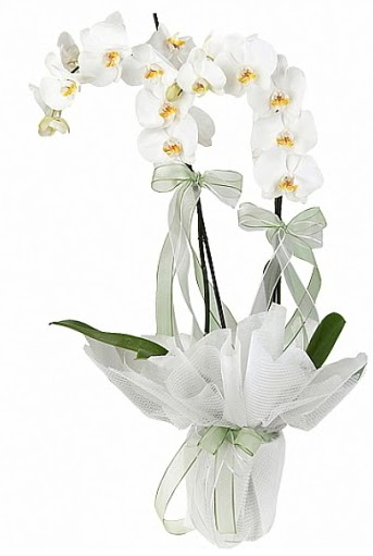 ift Dall Beyaz Orkide  stanbul Beyolu anneler gn iek yolla 