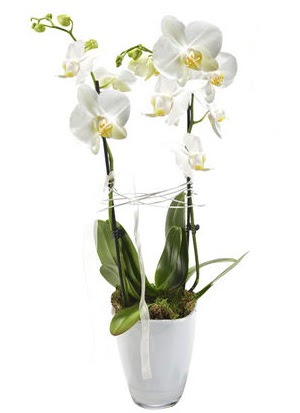 2 dall beyaz seramik beyaz orkide sakss  stanbul Beyolu iek gnderme sitemiz gvenlidir 