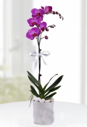 Tek dall saksda mor orkide iei  stanbul Beyolu iekiler 