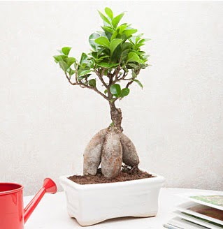 Exotic Ficus Bonsai ginseng  stanbul Beyolu iek servisi , ieki adresleri 