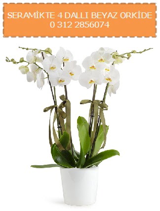 Seramikte 4 dall beyaz orkide  stanbul Beyolu iekiler 