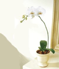  stanbul Beyolu iek gnderme  Saksida kaliteli bir orkide