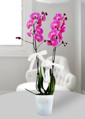 ift dall mor orkide  stanbul Beyolu iekiler 