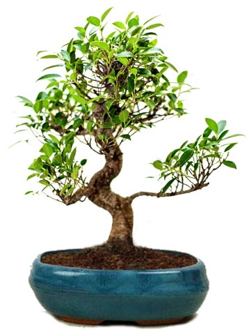 25 cm ile 30 cm aralnda Ficus S bonsai  stanbul Beyolu iek gnderme sitemiz gvenlidir 