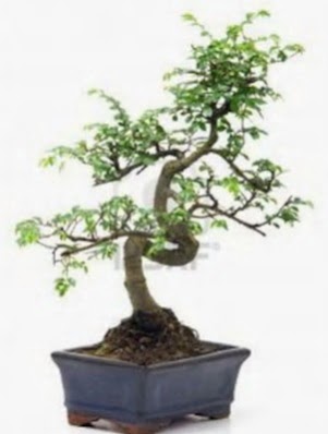 S gvde bonsai minyatr aa japon aac  stanbul Beyolu iek sat 