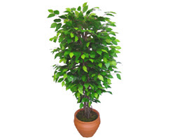 Ficus Benjamin 1,50 cm   stanbul Beyolu anneler gn iek yolla 