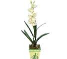 zel Yapay Orkide Beyaz   stanbul Beyolu online ieki , iek siparii 